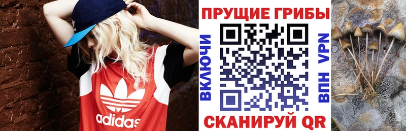 Псилоцибиновые грибы Psilocybine cubensis  дарнет шоп  mega вход  Райчихинск 